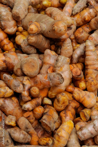 Turmeric herb for medicine in thailand