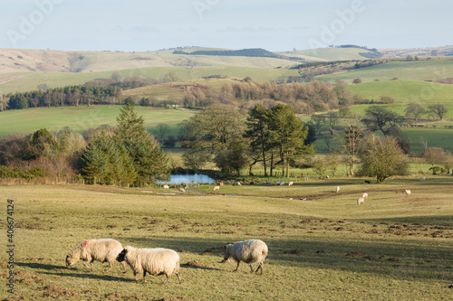 Shropshire hills, flock of sheep in Shropshire UK