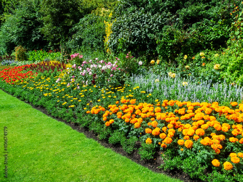 Фотография Flower bed border with marigolds which are a yellow summer flowering plant growi