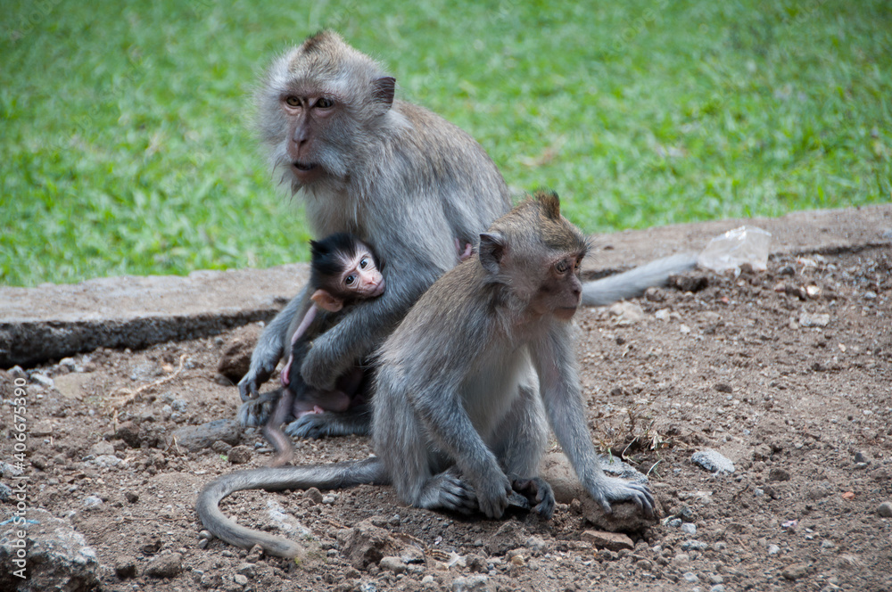 Fototapeta premium Macacos en Bali. Bosque de los Monos