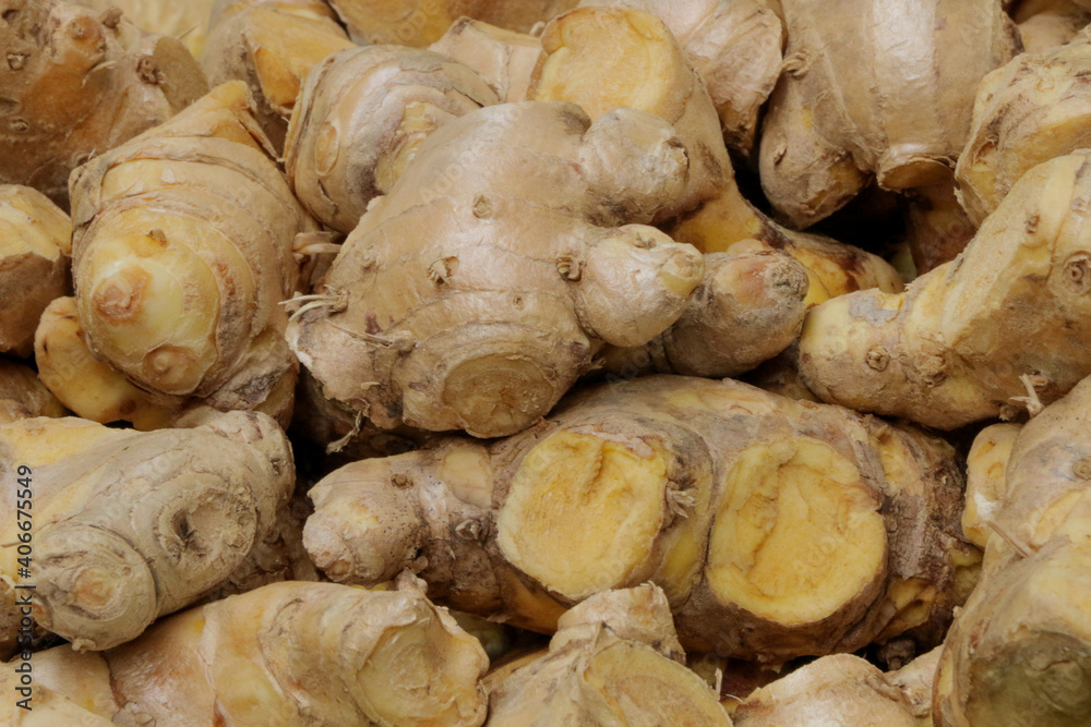 Fototapeta premium Cassumunar ginger herb for medicine in thailand