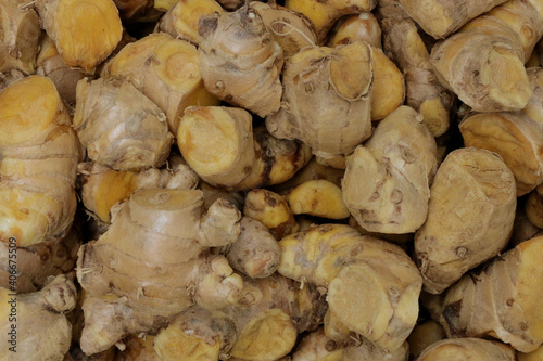 Cassumunar ginger herb for medicine in thailand