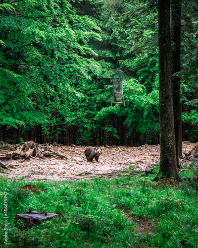 orso in slovenia in parco naturale, mangiatoia, bearwatching © jeferstellari