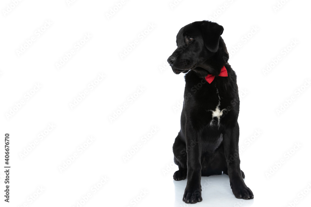 labrador retriever dog looking aside, wearing a red bowtie