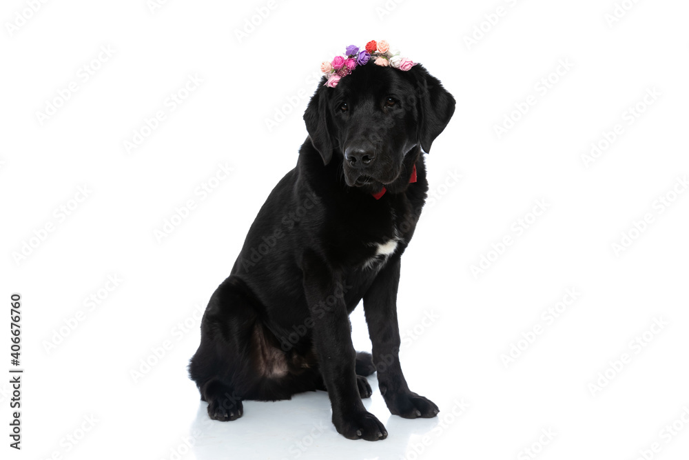 labrador retriever dog wearing a bowtie and flowers