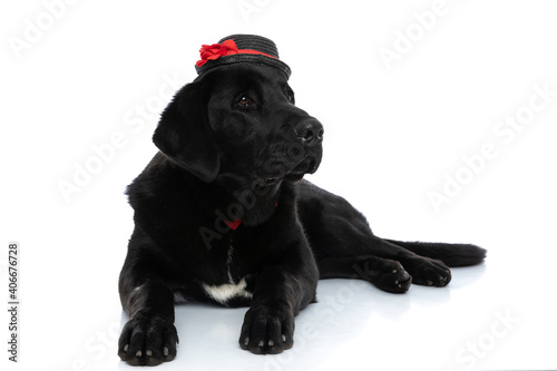 labrador retriever dog looking away  wearing a hat