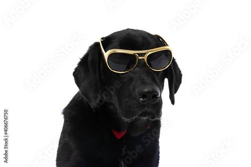 labrador retriever dog is wearing a pair of cool sunglasses © Viorel Sima
