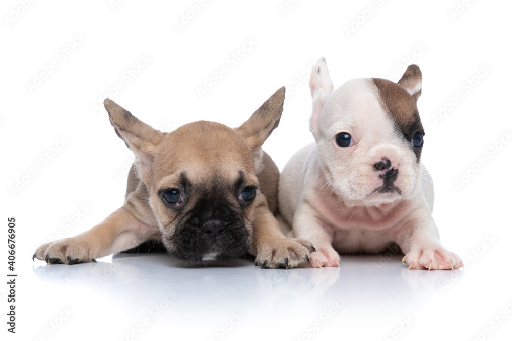 two cute french bulldog dogs are lying down