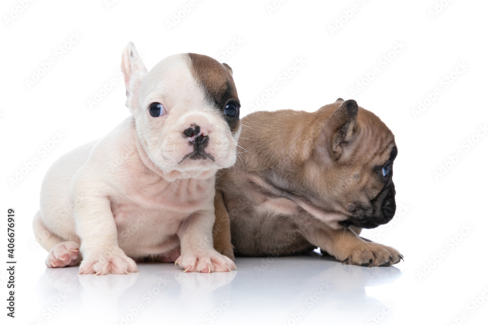 two french bulldog dogs are looking aside and at camera