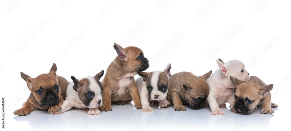 lovely group of seven little puppies looking to side lovely group of seven little puppies looking to side