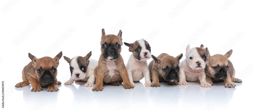 adorable team of seven little puppies on white background