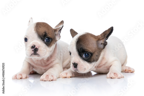 french bulldog dogs with white and fawn fur are looking