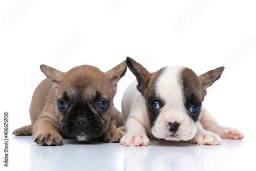 fawn french bulldog dog and his friend posing together © Viorel Sima