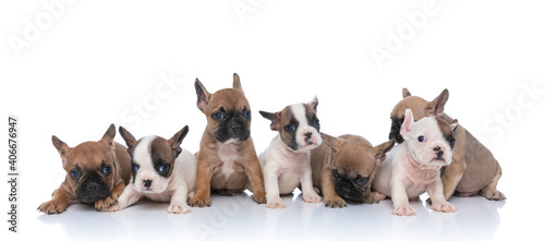 adorable family of seven little puppies posing © Viorel Sima