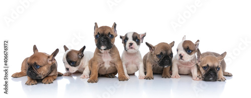 sweet group of seven little bulldog puppies posing © Viorel Sima