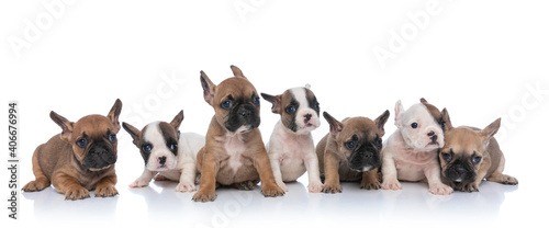 cute team of seven little dogs looking to side