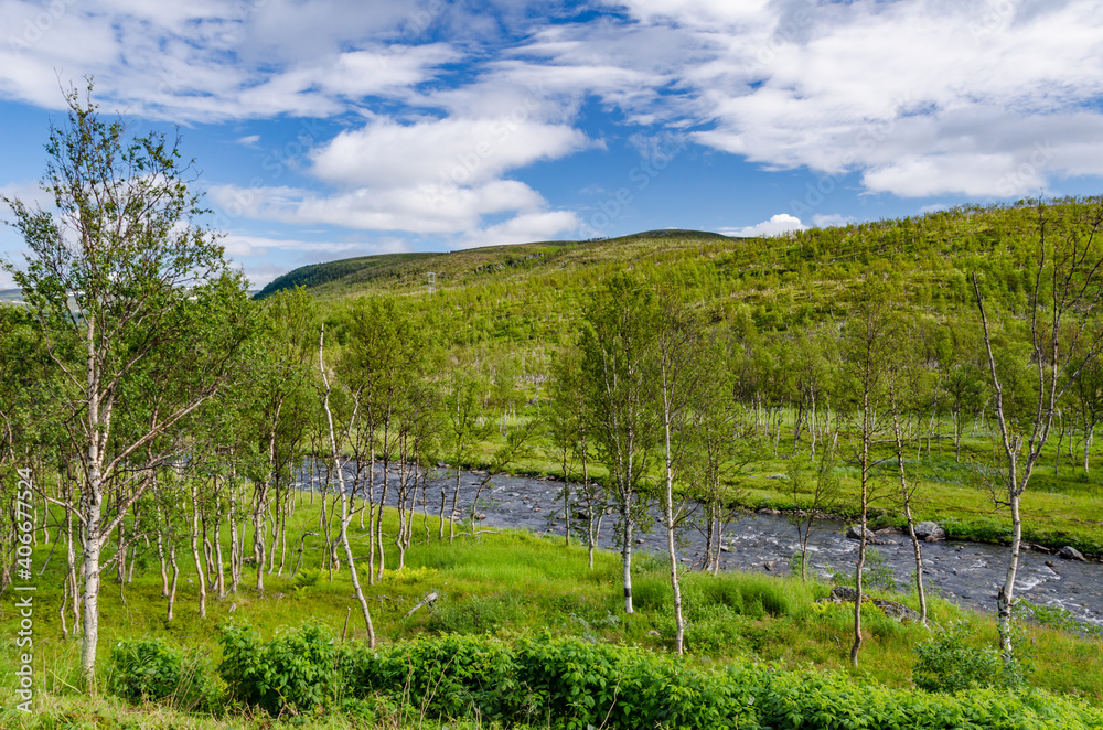 Green forest and small river stream Norway tundra