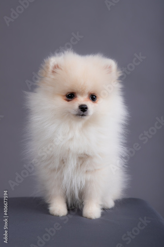 portrait of a white Spitz puppy. dog sits in a photo studio.