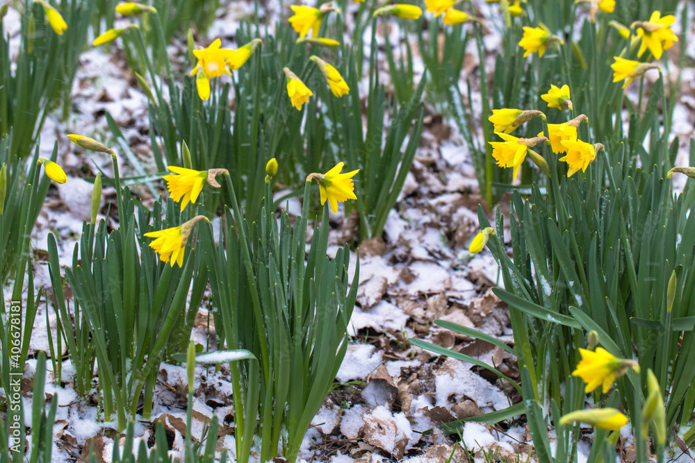 Fototapeta premium The first spring flowers are daffodils covered with snow.