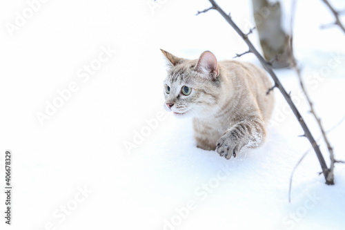brown beautiful cat walks in the snow outdoors © Петр Смагин
