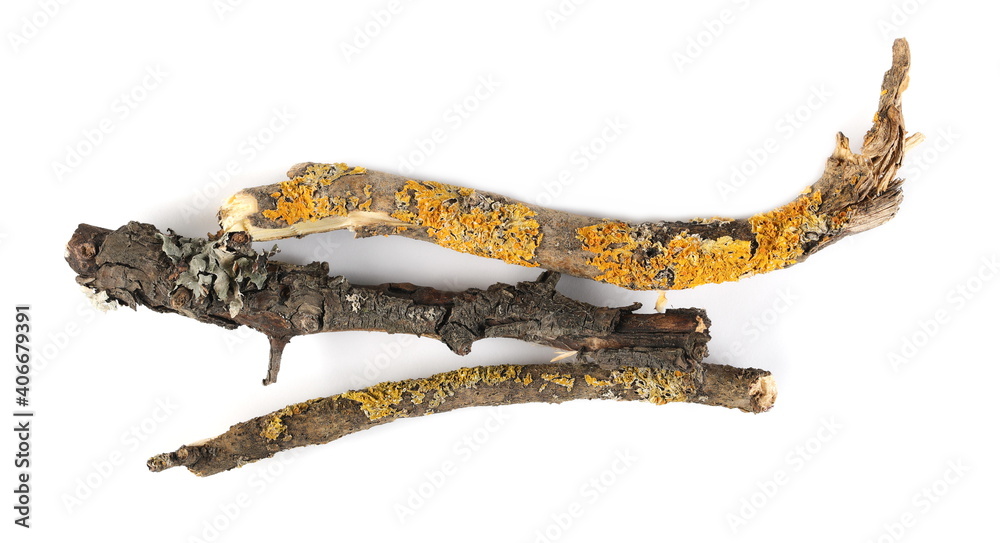 Obraz premium Mossy tree branches, twigs with lichen, isolated on white background, top view