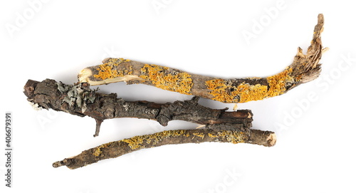 Mossy tree branches, twigs with lichen, isolated on white background, top view