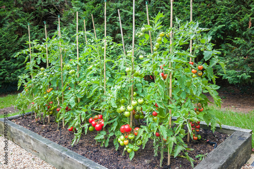 Fotografija Tomato plants with ripe tomatoes growing outdoors in England UK