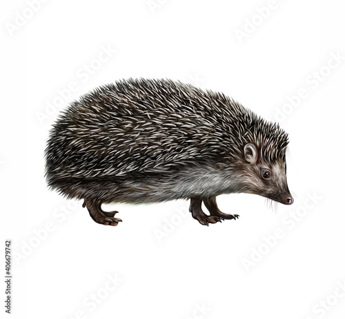 The European hedgehog (Erinaceus europaeus) photo