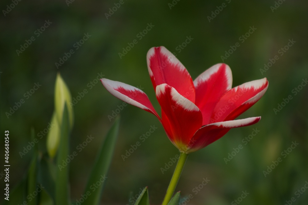 Close-up of a red tulip flower on a green background. 
