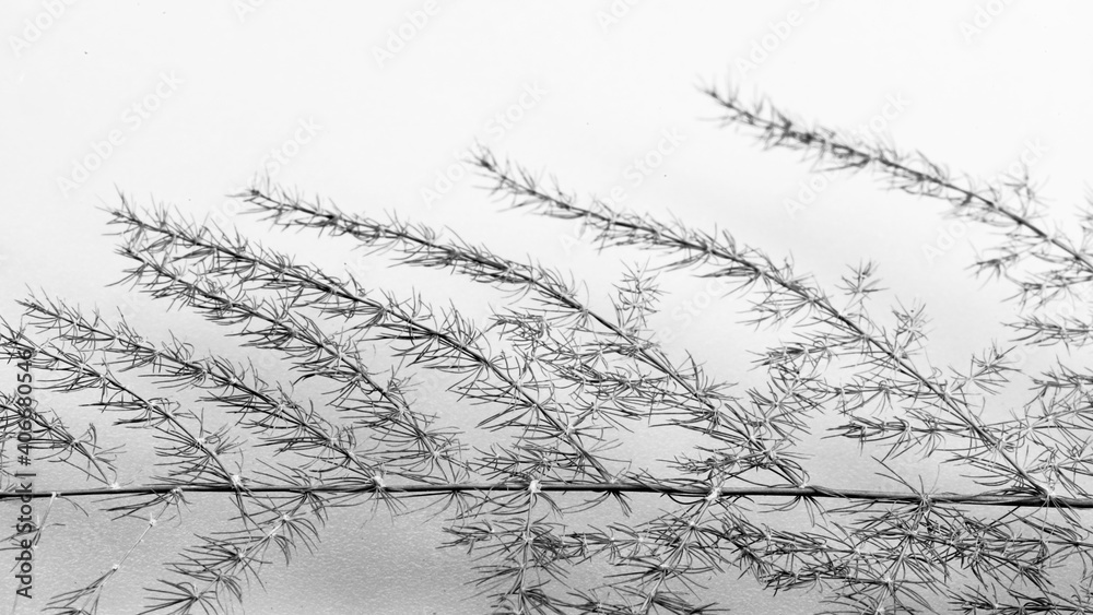 Fototapeta premium Black and white green plant leaves 