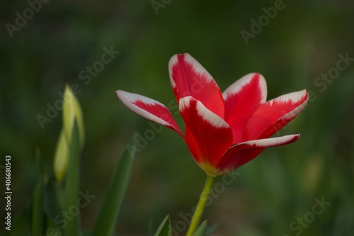 Close-up of a red tulip flower on a green background.  