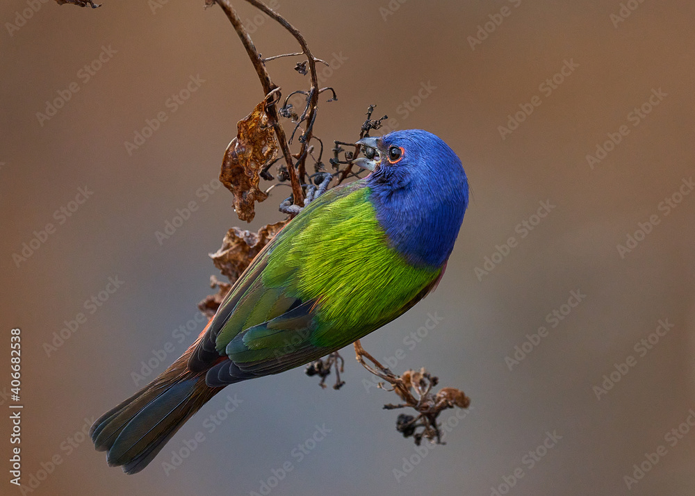 Fototapeta premium Painted bunting, bird