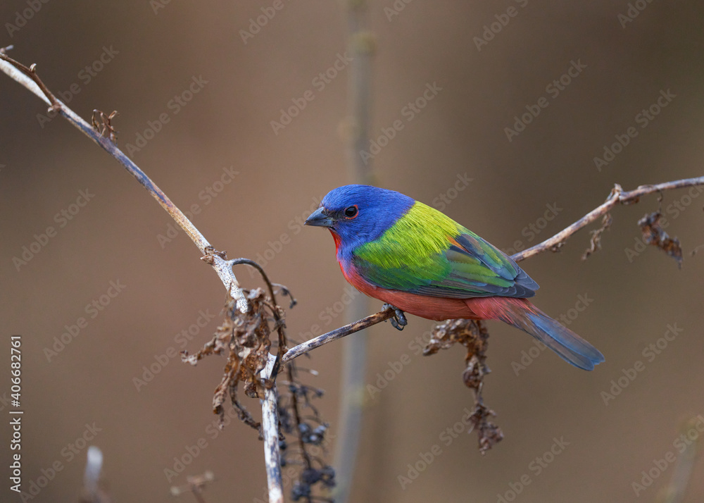 Fototapeta premium Painted bunting, bird