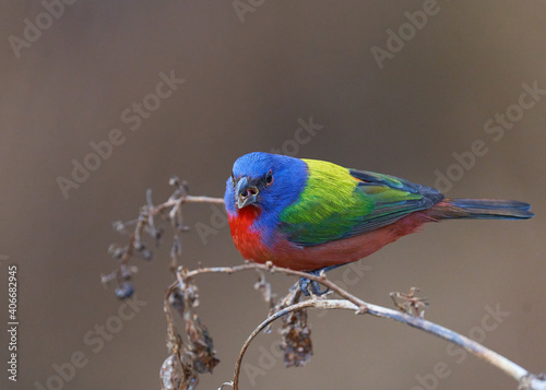 Painted bunting, birds