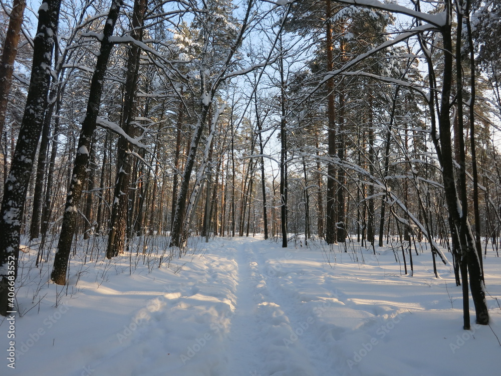 Fototapeta premium Winter park, snow, pine trees.