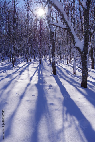 太陽の光が輝く冬の森。白い雪に伸びる木々の影。