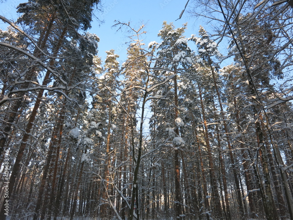 Fototapeta premium Winter park, snow, pine trees.