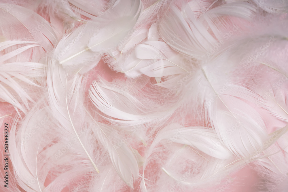 Soft and gentle white feathers on pastel pink