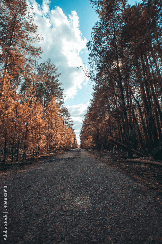 Obraz premium burnt forest, road, zhytomyr region