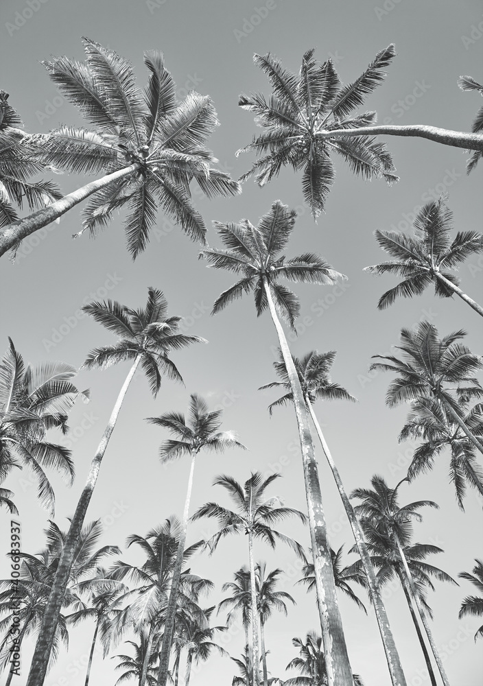 Looking up at coconut palm trees.