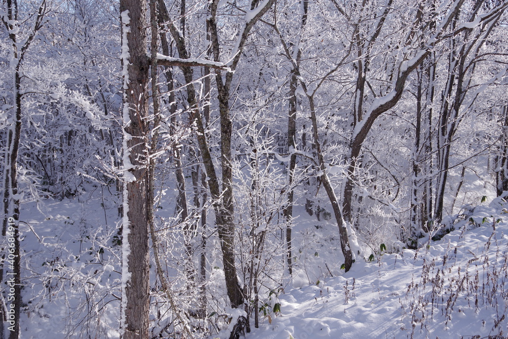 Fototapeta premium 冬の森。雪と霜で白くなった木々。