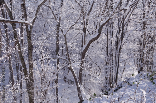 Wallpaper Mural 冬の森。雪と霜で白くなった木々。 Torontodigital.ca