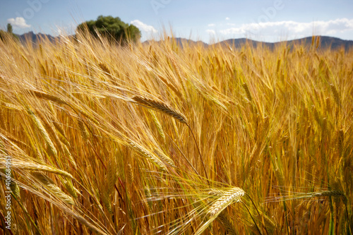 Farming. Wheat field in summer. © Kybele