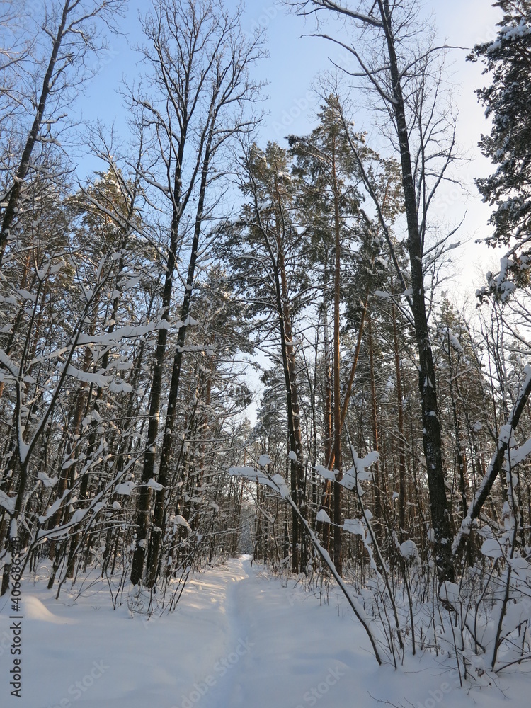 Fototapeta premium Winter park, snow, pine trees.