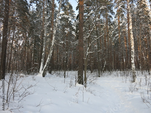 Winter park, snow, pine trees.