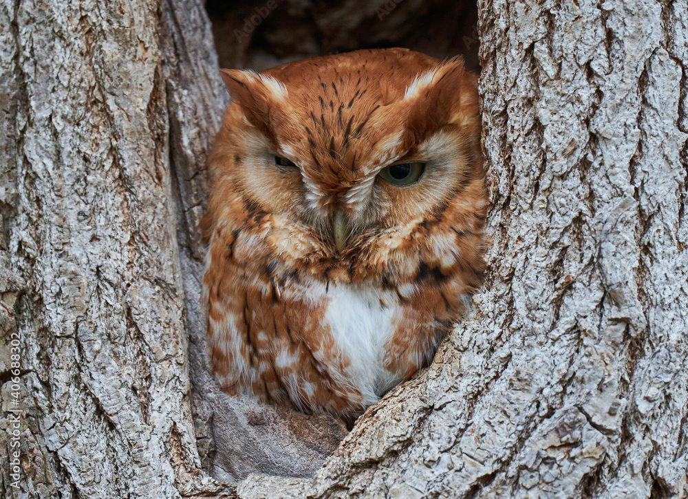 Obraz premium Screech Owl