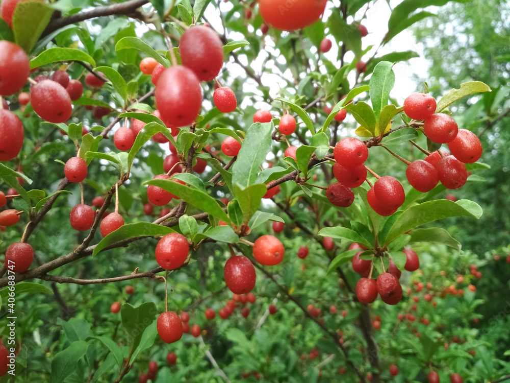 Silverberry, gumi. Red berries growing in a garden. Silverberry, gumi. Red berries growing in a garden.