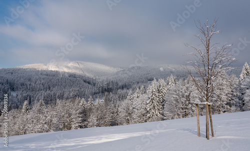 Winter landscape of "Orlicke hory" mountains in Czech republic, with hill "Zaklety" on the horizon. A young tree stands in forefront.