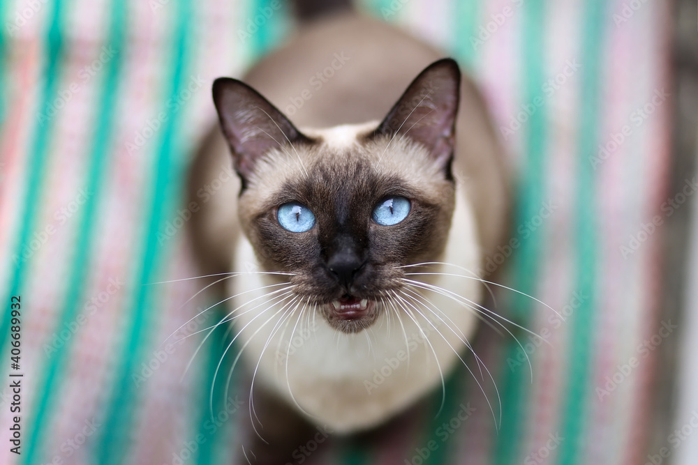Siamese cat with blue eyes sitting on the floor. Thai cat looking at camera.