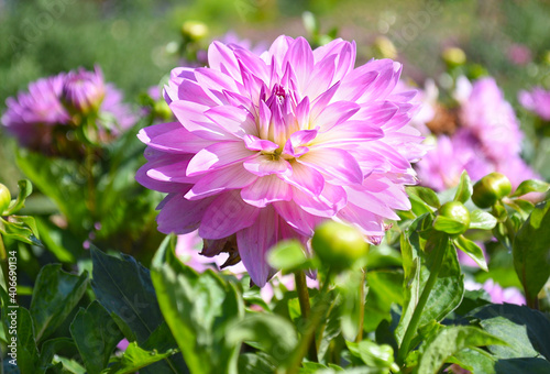 Bright lilac dahlia flower on green background. Russian Far East